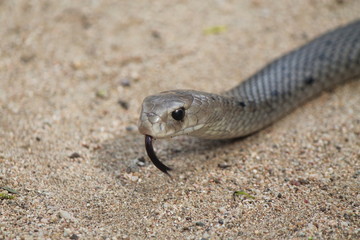 Snake