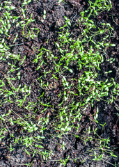 celery sprouts in the garden