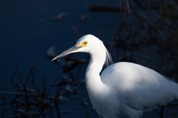 Snowy Egret at first light