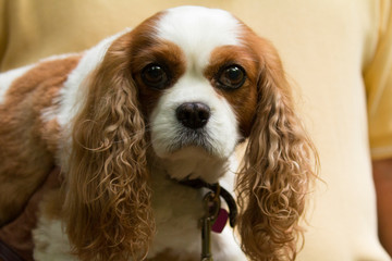 cavalier king charles spaniel