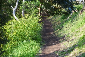 The narrow mountain path in early spring.