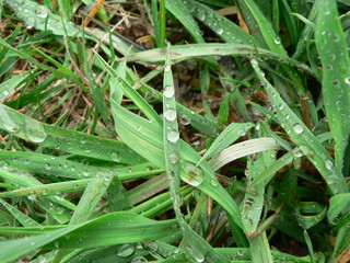 Fototapeta premium green grass with dew