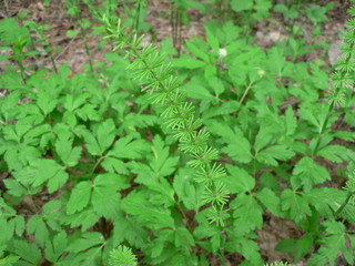 horsetail in the forest