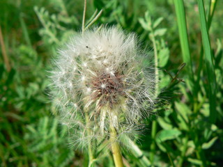 white fluffy dandelion