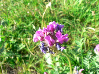 forest flowers and herbs