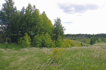 Hilly terrain overgrown with cowslips against a cloudy sky and a bunch of young trees.