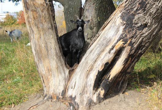 A young black goat has climbed between the trunks of an old tree and is posing for a photo.