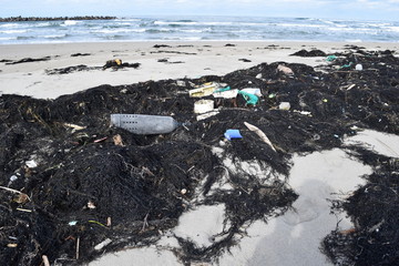 海辺に漂着した海藻やゴミ