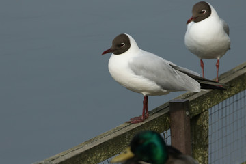Two Black-headed Gull, Chroicocephalus ridibundus, perching on a fence at the edge of a lake in spring. They are searching for somewhere to nest.