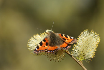 A beautiful Small Tortoiseshell Butterfly, Aglais urticae, nectaring on a Pussy Willow.