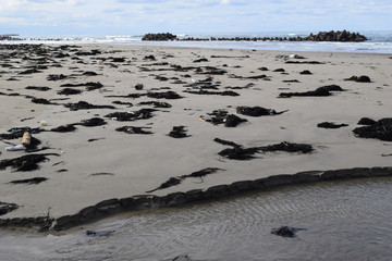 海辺に漂着した海藻やゴミ