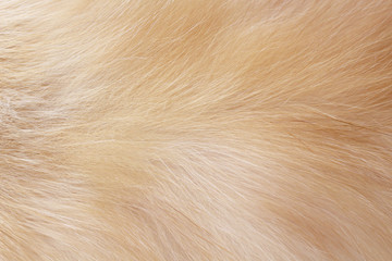Fur cat light brown texture animal patterns background