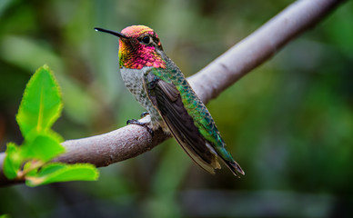 Male Anna's Hummingbird Sitting on a Branch showing Gorget