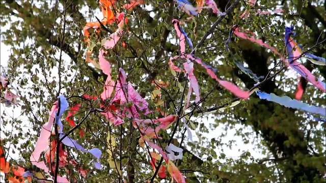 colorful ribbons on tree, german maibaum
