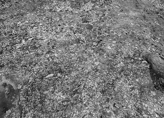 Dry grass fields suggest loneliness.