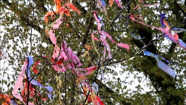 colorful ribbons on tree, german maibaum
