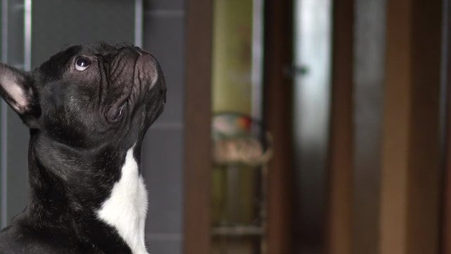 Dog frenchie. French bulldog lifestyle. Frog-dog shape.