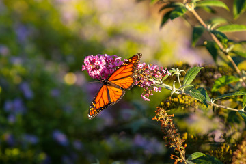 butterfly on a flower