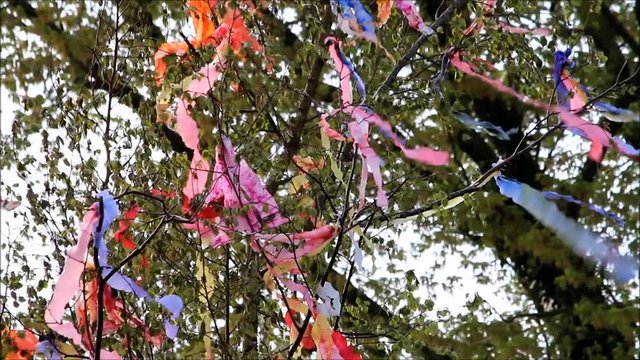 colorful ribbons on tree, german maibaum
