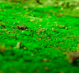green moss on the ground