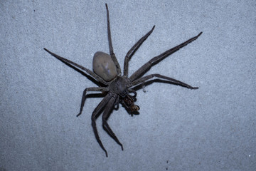 spider on the wall