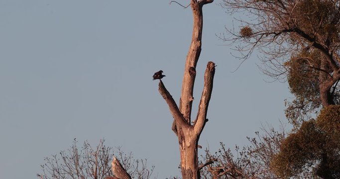 accouplement de milan noir (milvus migrans)