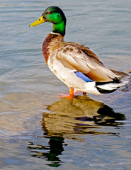 A mallard photographed at Cherry Creek State Park in Colorado.