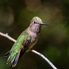 Female Anna's Hummingbird Sitting on a Branch showing a Little Gorget