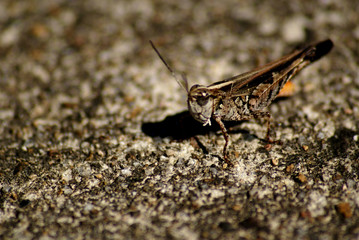 SONY DSC