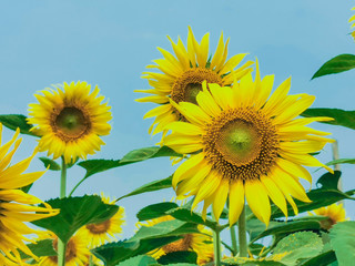 Fototapeta premium Beautiful blooming yellow sunflower