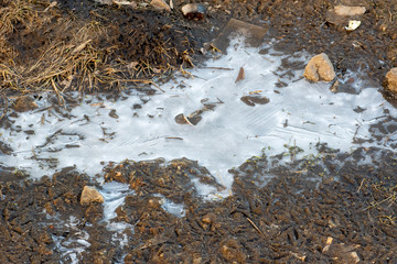 A close up of a frozen small puddle including some small stones, dead leaves, dried grass....