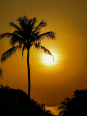 Sonnenuntergang mit Palme