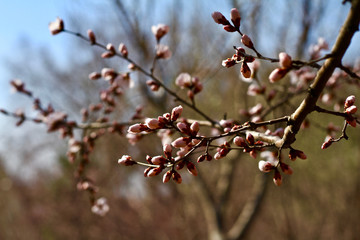 Peach Blossom flowering peach in a sunny day close up
