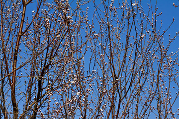 Peach Blossom flowering peach in a sunny day close up