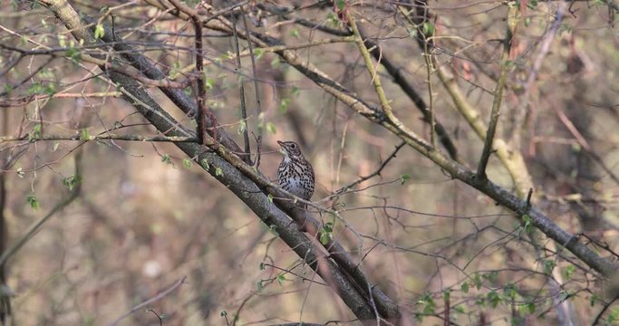 grive musicienne (turdus philomelos) chantant en sous bois