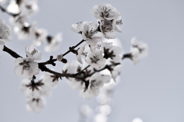 Pear Blossom flowering pear in a sunny day close up