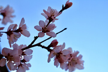 Peach Blossom flowering peach in a sunny day close up