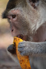 Macaque eating a delicious mango, this macaque is missing a hand.