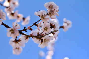 Peach Blossom flowering peach in a sunny day close up
