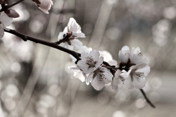Peach Blossom flowering peach in a sunny day close up black and white
