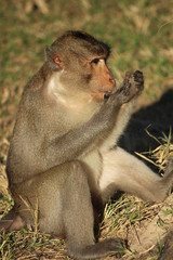 Cambodian macaque with sunset light.