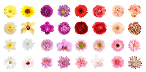 Set of different beautiful flowers on white background. Banner design