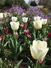 tulips in the garden