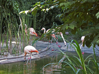 Flaming © wedrownik52