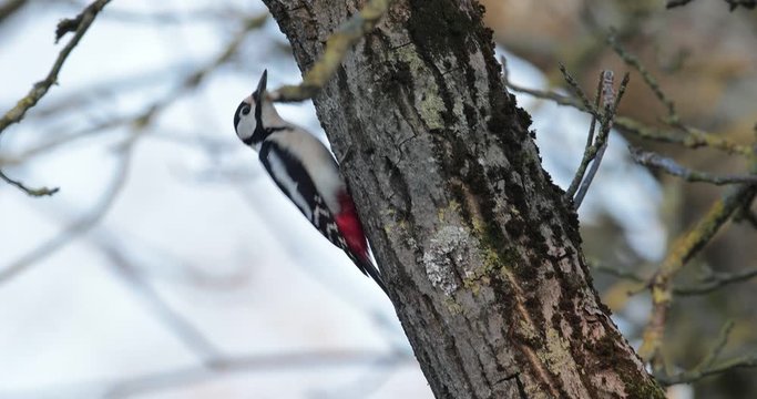 pic &eacute;peiche (dendrocopos major) remontant le long d'un tronc d'arbre pour sur nourrir de fourmis