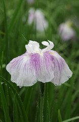雨の水滴がついている紫の菖蒲