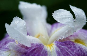 Fototapeta na wymiar 雨の水滴がついている紫の菖蒲のアップ