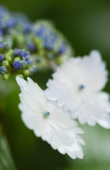 雨に濡れた白い紫陽花の花