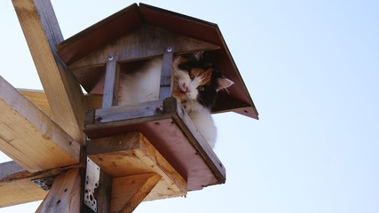 Fluffy funny cat sitting in a bird feeder