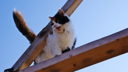 A furry cat sits on a wooden crossbar